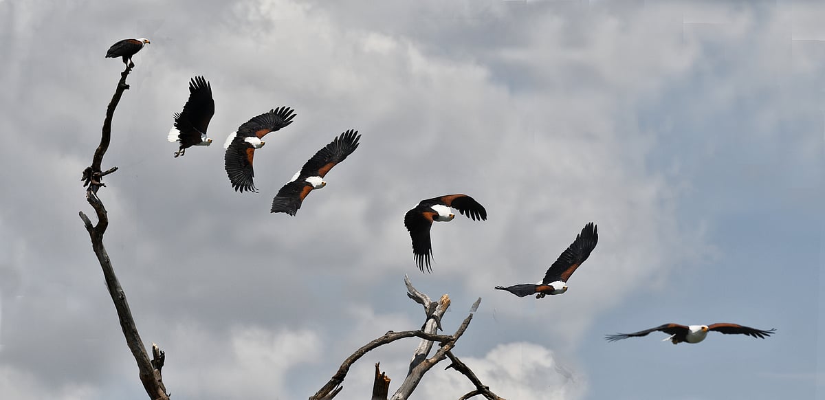 The fish eagle of Lake Naivasha, an apex avian predator, thrives amidst the lakes lush wetlands and teeming fish. Renowned for its formidable speed and precision, this raptor excels in both aerial manoeuvrability and hunting prowess. Capturing its flight in a single frame was an arduous endeavour, as the birds rapid, fluid movements demanded impeccable timing and skill. The resulting sequence vividly showcased the eagles dynamic grace and relentless efficiency, underscoring the formidable challenge of photographing such a swift and elusive hunter in its natural habitat.