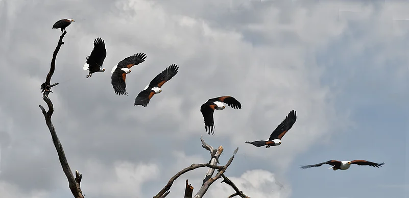 The fish eagle of Lake Naivasha, an apex avian predator, thrives amidst the lakes lush wetlands and teeming fish. Renowned for its formidable speed and precision, this raptor excels in both aerial manoeuvrability and hunting prowess. Capturing its flight in a single frame was an arduous endeavour, as the birds rapid, fluid movements demanded impeccable timing and skill. The resulting sequence vividly showcased the eagles dynamic grace and relentless efficiency, underscoring the formidable challenge of photographing such a swift and elusive hunter in its natural habitat.