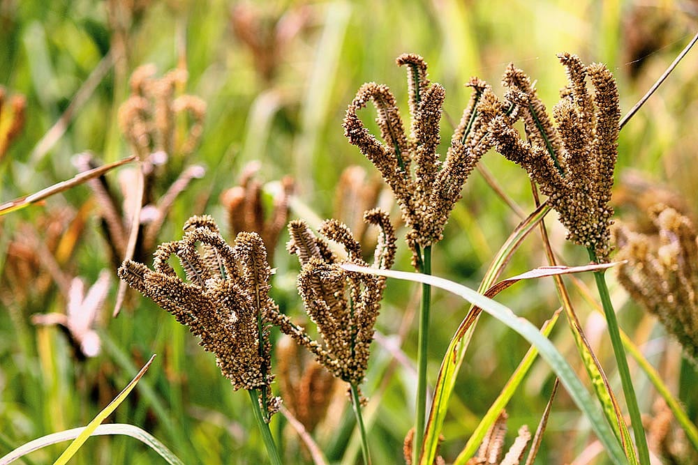 Fields of Finger Millet, commonly known as Ragi in India