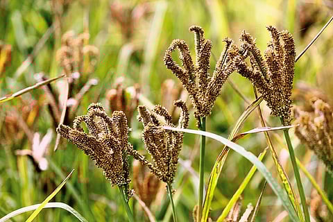 Fields of Finger Millet, commonly known as Ragi in India