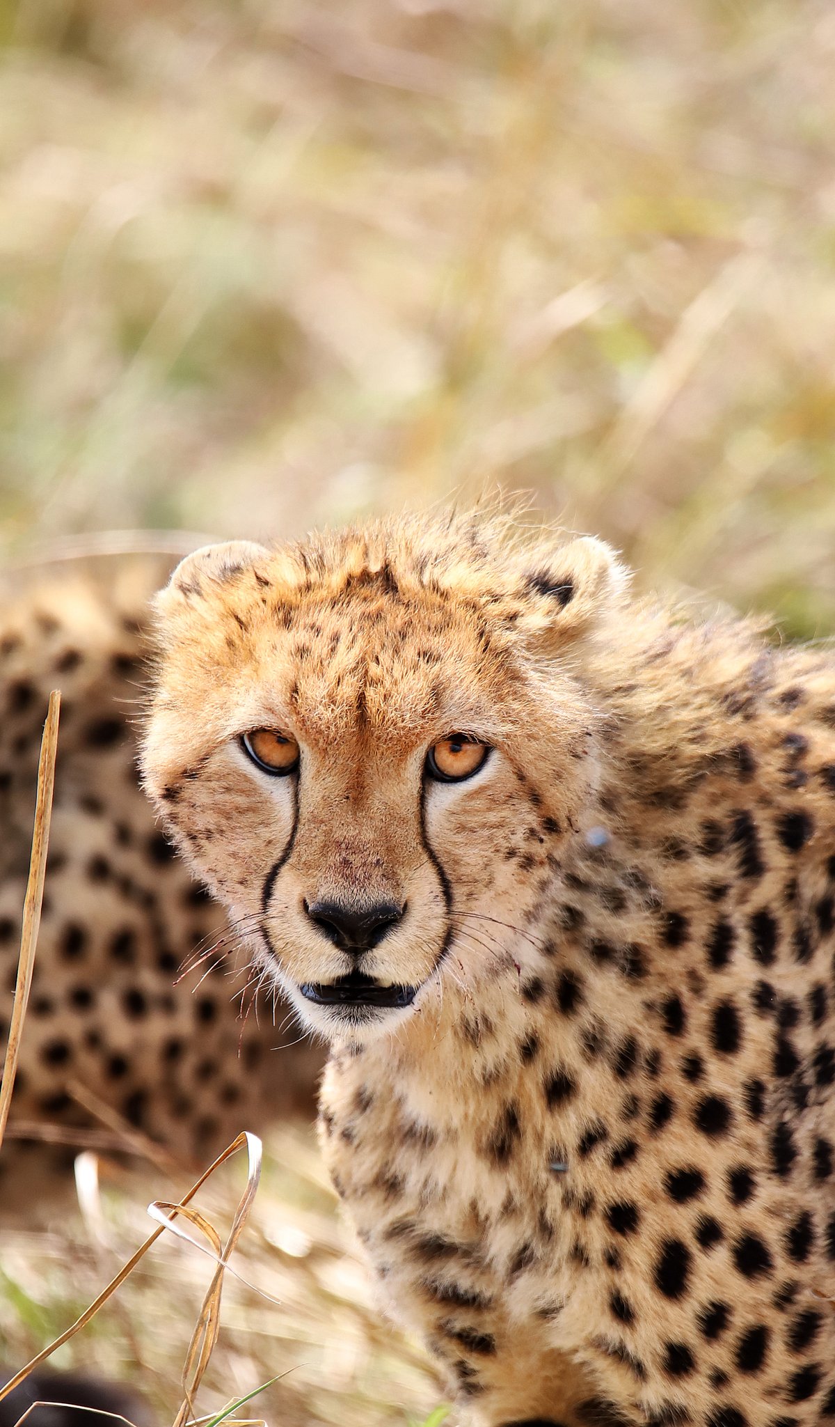 In the vast expanses of the Maasai Mara, the cheetah reigns as the planets fastest land animal, its lithe form a marvel of evolutionary perfection. Its sleek, spotted coat blends seamlessly with the savannah, rendering it almost invisible until it explodes into motion. I captured a moment where this magnificent predator locked eyes with my camera, its gaze piercing and filled with latent power. The encounter was a testament to the cheetahs unmatched grace and lethal prowess, a fleeting yet profound connection with natures most agile hunter.