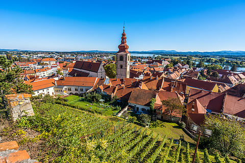 Vineyards in Ptuj