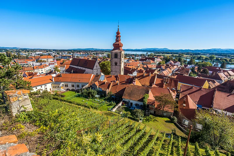 Vineyards in Ptuj