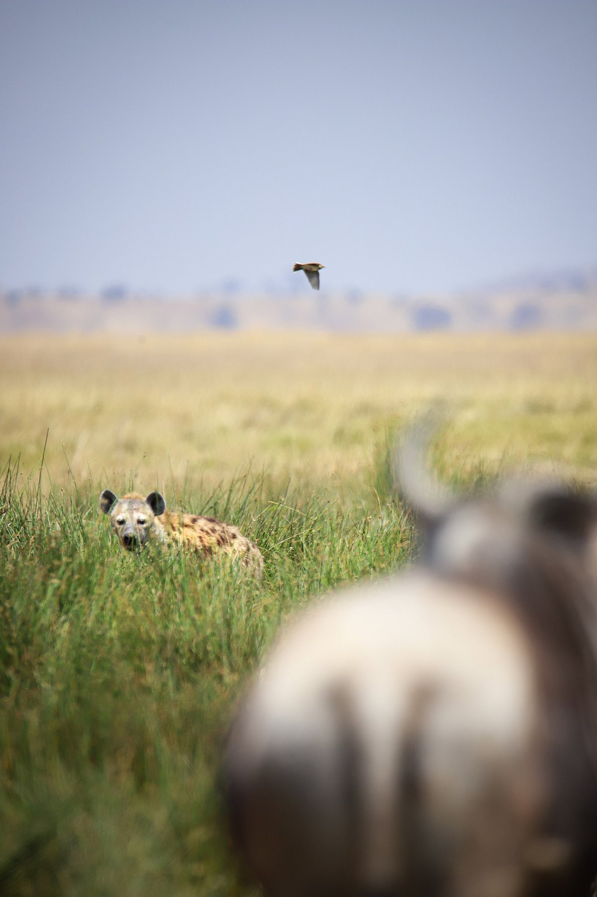 The African spotted hyena, notorious for its lethal cunning and opportunistic nature, thrives as one of the savannahs most formidable predators. I encountered a moment where a hyena, its gaze deadly and intent, locked onto a wildebeest—a silent harbinger of impending danger. The tension in the air was palpable as even the lilac-breasted roller, sensing the imminent threat, took flight. This chilling tableau, where predator and prey engage in an unspoken battle of survival, underscored the raw, unforgiving essence of the wild.