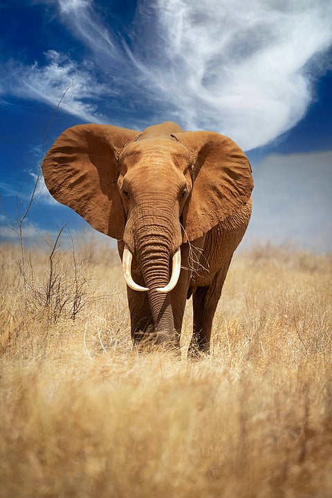 The red elephants of Tsavo West, distinct in their russet-hued coats from the iron-rich soil, differ from the Amboseli elephants in both colour and environment. These magnificent creatures, though equally imposing, are uniquely adapted to the arid, rugged terrain of Tsavo. Capturing one as it stood against a backdrop of blue cirrus clouds and golden grasses, gazing directly into my lens, was the pinnacle of wildlife photography. It was the quintessential moment that every photographer dreams of: a perfect blend of composition and raw, natural beauty.