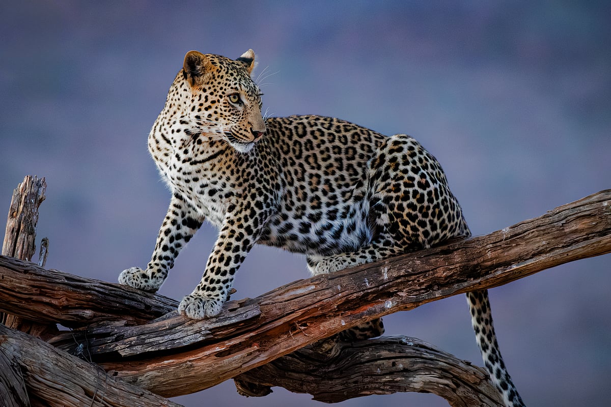 The African leopard, a paragon of predatory prowess, possesses an unparalleled skill set, blending seamlessly into its environment thanks to its exquisite rosette-patterned coat. This natural camouflage makes it a master of stealth, elusive and almost phantom-like in the wild. I was incredibly fortunate to witness this apex predator in its ambush stance and untamed essence, capturing the intense gravity emanating from its piercing eyes. Each glance was a profound reflection of its lethal grace and commanding presence in the wild, a moment of rare photographic fortune.