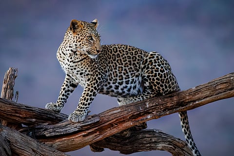 The African leopard, a paragon of predatory prowess, possesses an unparalleled skill set, blending seamlessly into its environment thanks to its exquisite rosette-patterned coat. This natural camouflage makes it a master of stealth, elusive and almost phantom-like in the wild. I was incredibly fortunate to witness this apex predator in its ambush stance and untamed essence, capturing the intense gravity emanating from its piercing eyes. Each glance was a profound reflection of its lethal grace and commanding presence in the wild, a moment of rare photographic fortune.
