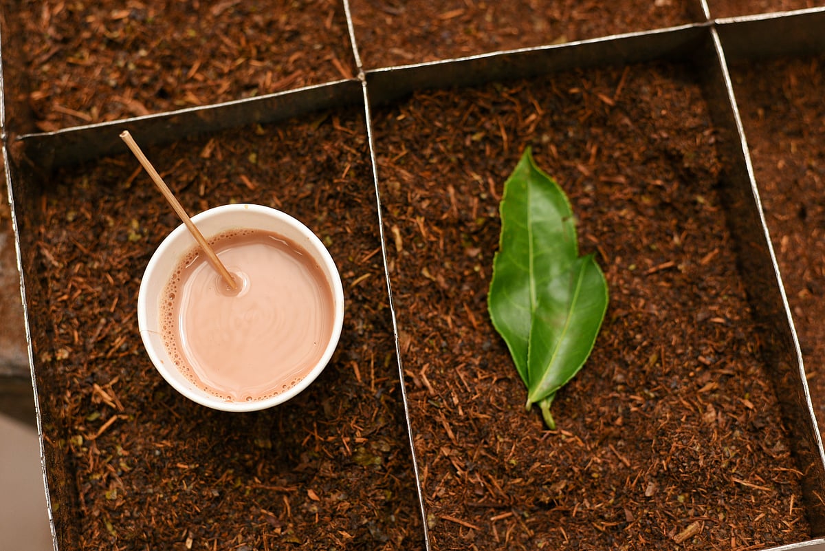 Munnar is a haven for tea lovers