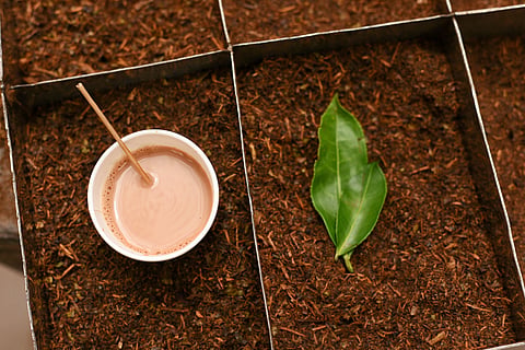 Munnar is a haven for tea lovers