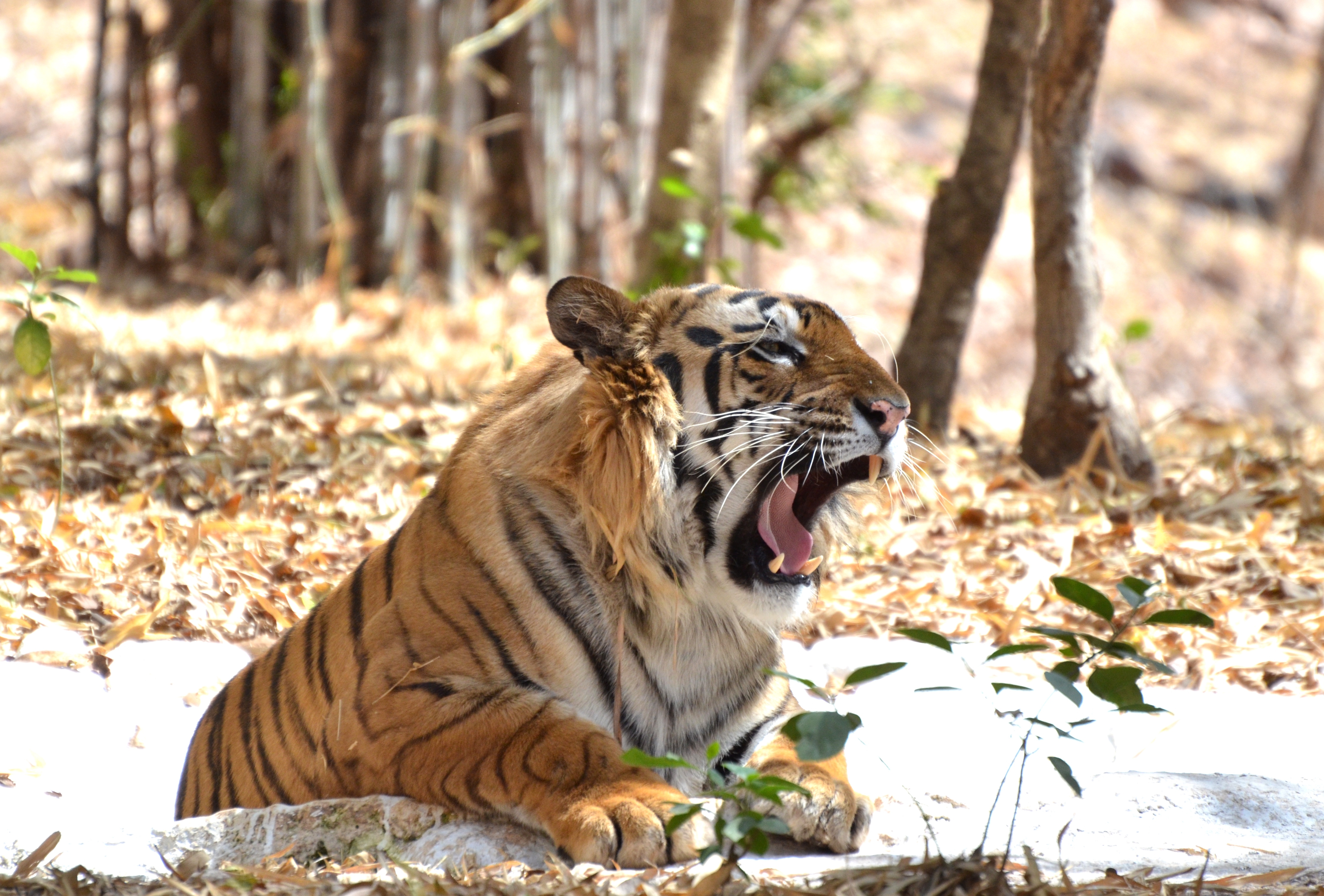 A Bengal tiger at the Van Vihar National Park