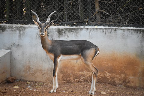 A blackbuck in Guindy National Park