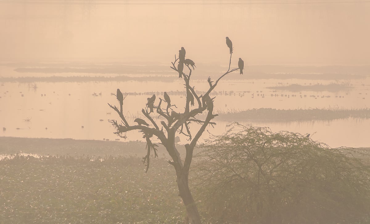 Birds resting at Delhis Najafgarh wetlands