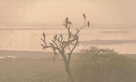 Birds resting at Delhi's Najafgarh wetlands