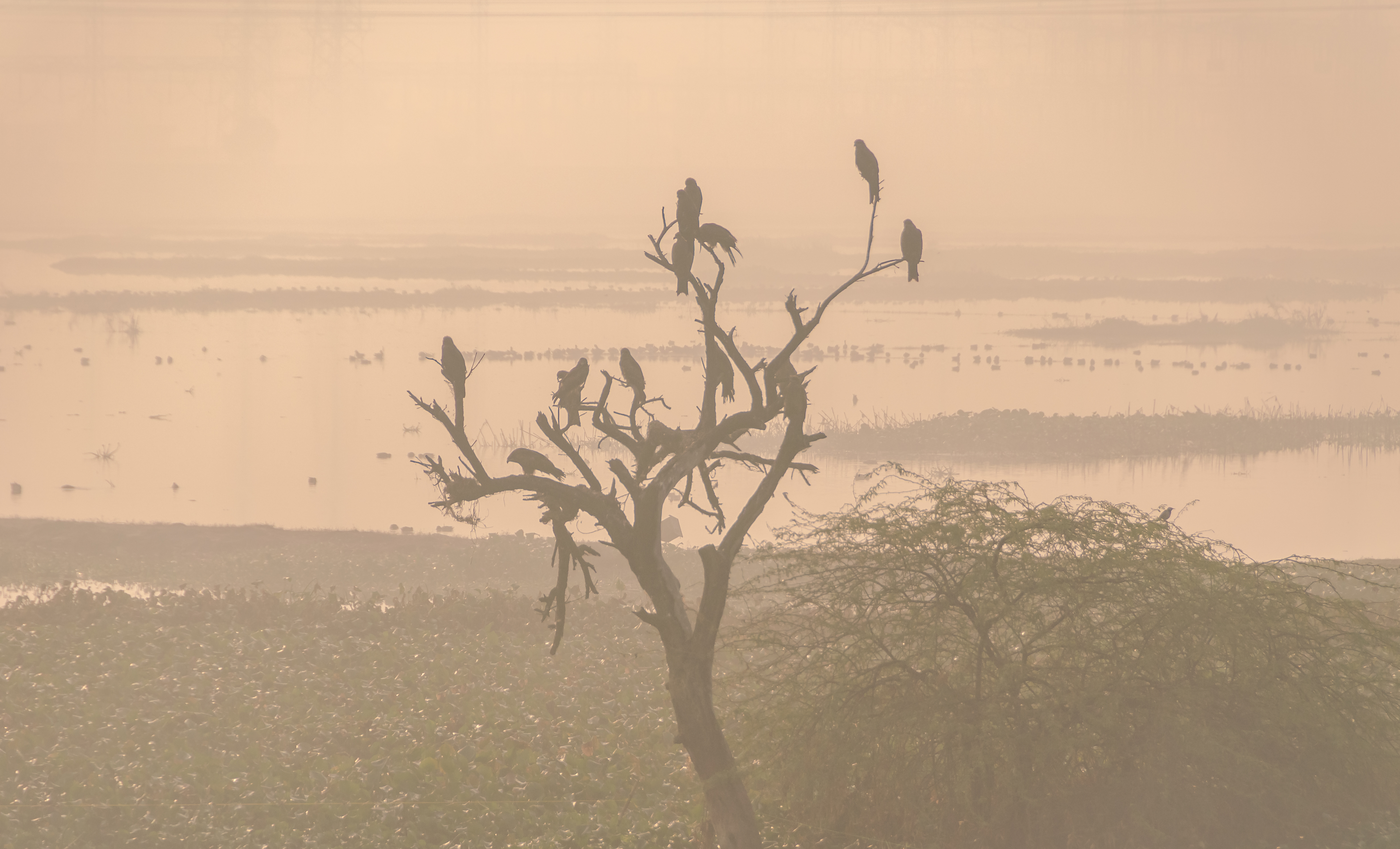 Birds resting at Delhis Najafgarh wetlands