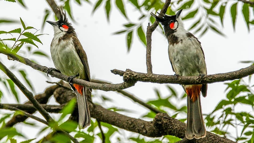 A pair of red-whiskered bulbuls at the Dr Salim Ali Biodiversity Park