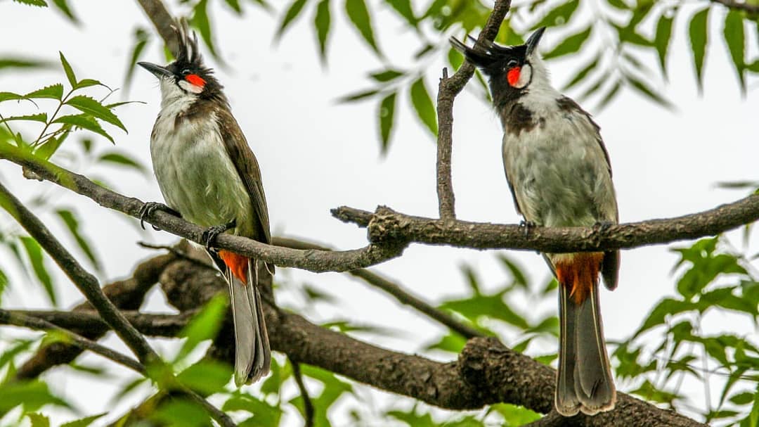A pair of red-whiskered bulbuls at the Dr Salim Ali Biodiversity Park