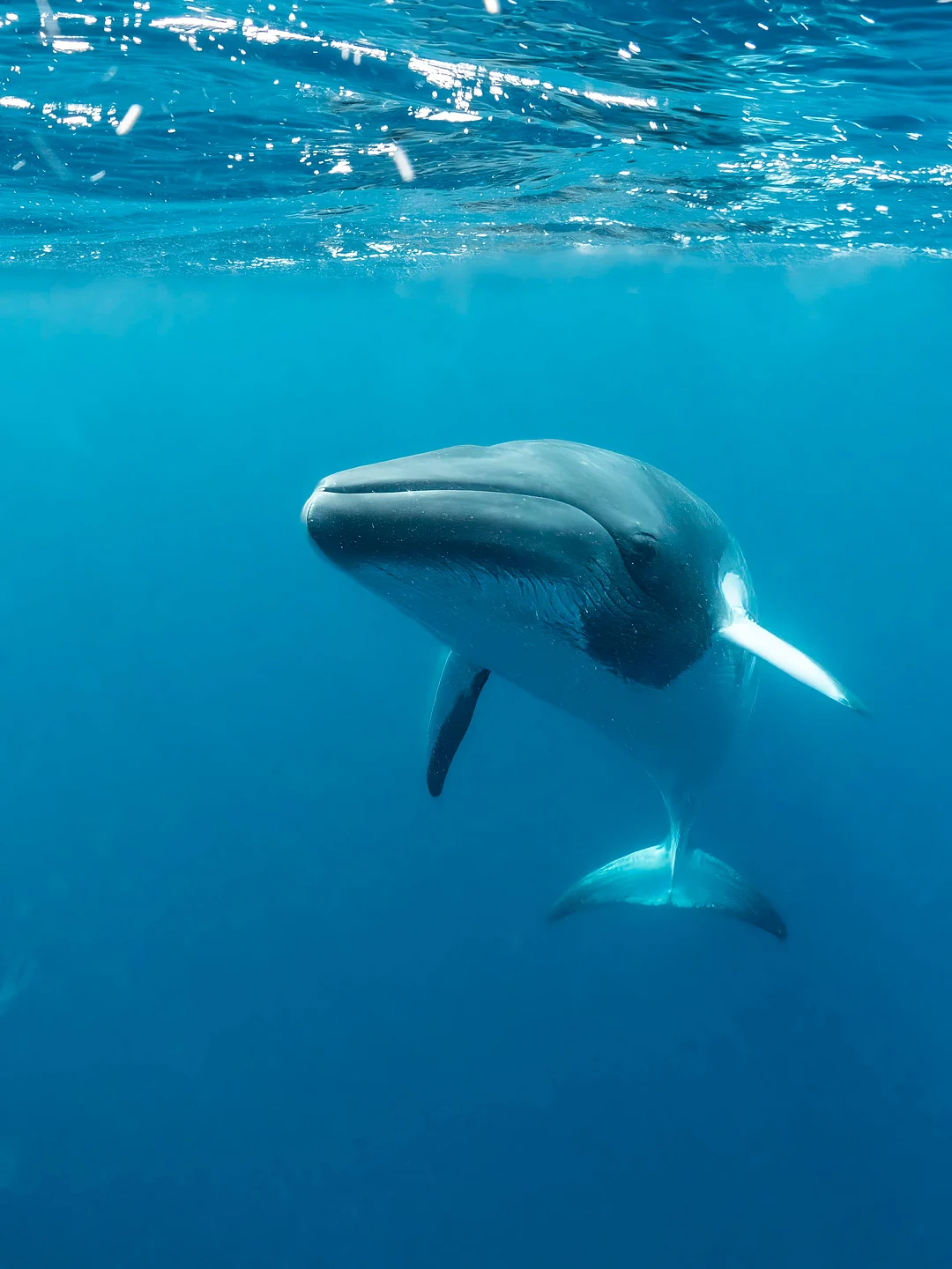 A shot of a Blue Whale underwater