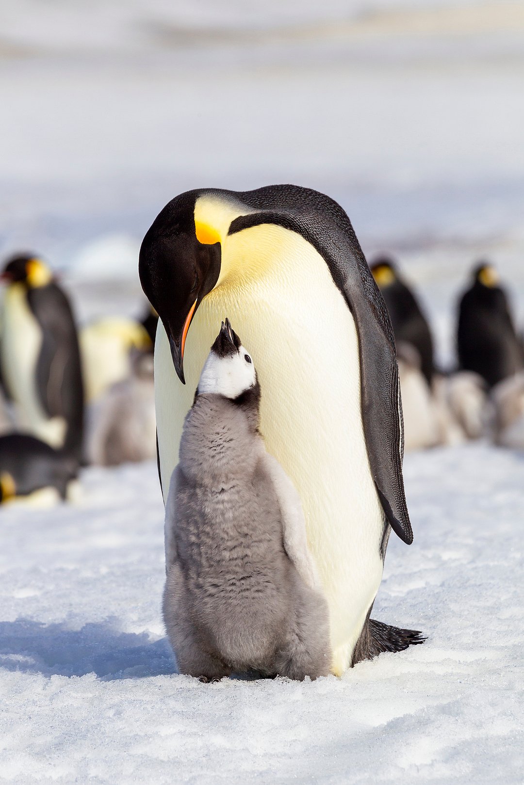 An emperor penguin chick interacts with its parent in the Antarctica