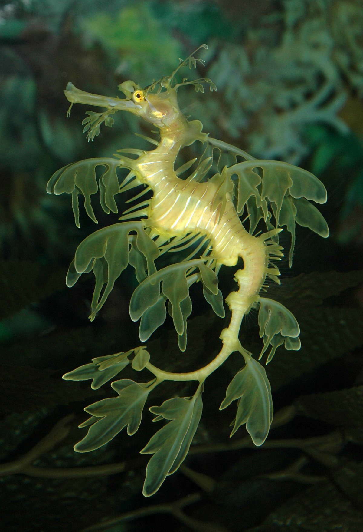 Shutterstock : A look at the unique Leafy Sea Dragon in its habitat