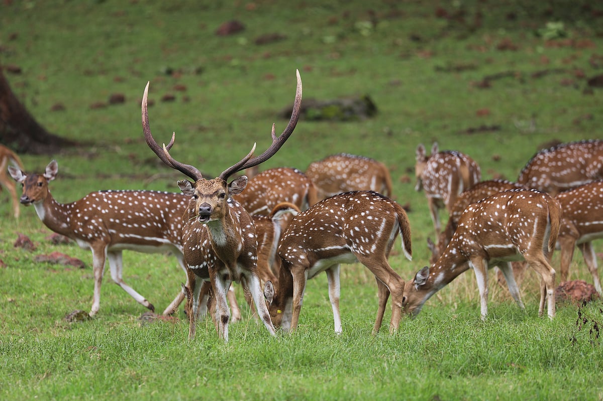 Spotted deer in Similipal Tiger Reserve 

