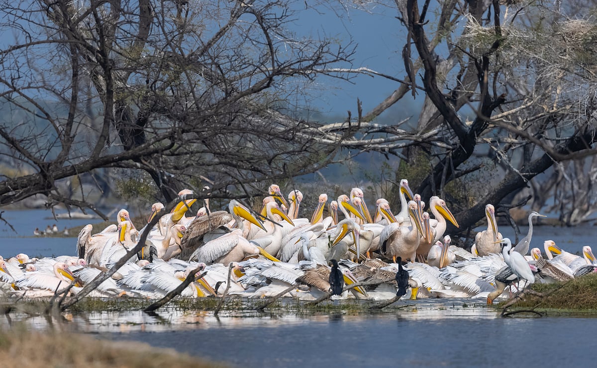 Great white pelicans migrate to Keoladeo National Park during the winter