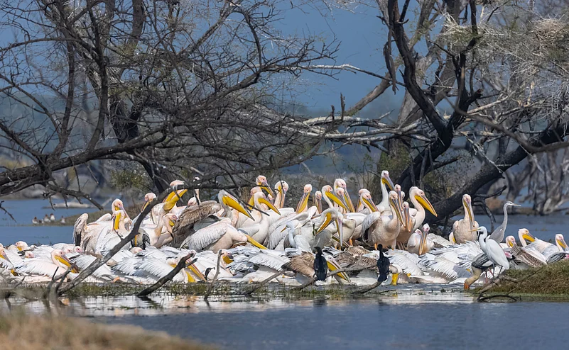 Great white pelicans migrate to Keoladeo National Park during the winter