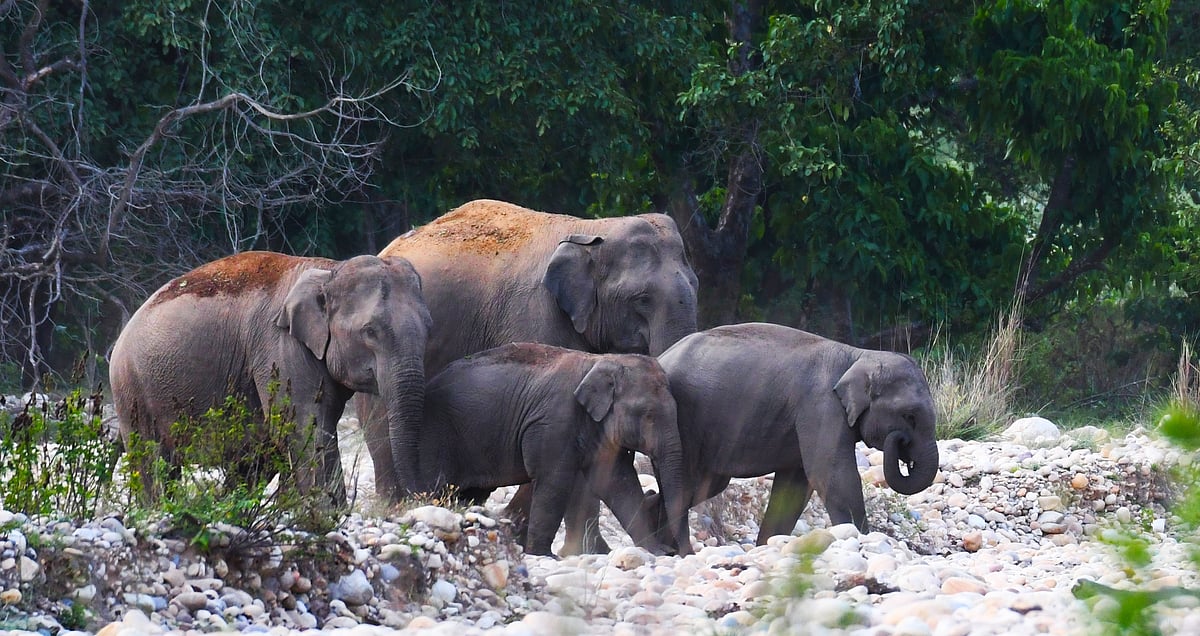 A herd of elephants in Rajaji National Park
