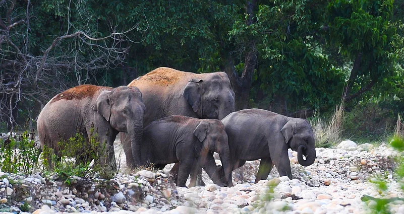 A herd of elephants in Rajaji National Park