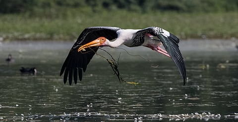 A painted stork flies with nesting material in its mouth at Sultanpur National Park