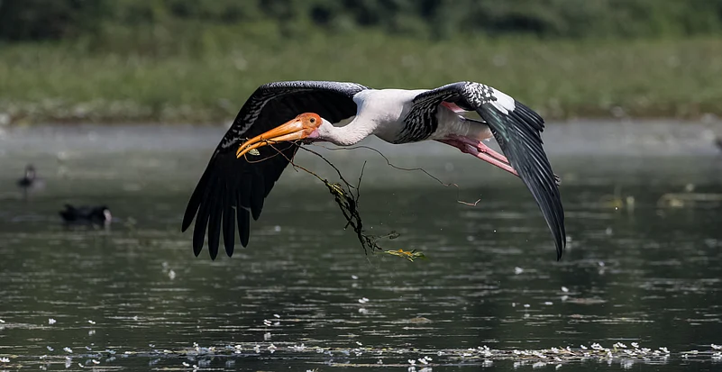 A painted stork flies with nesting material in its mouth at Sultanpur National Park