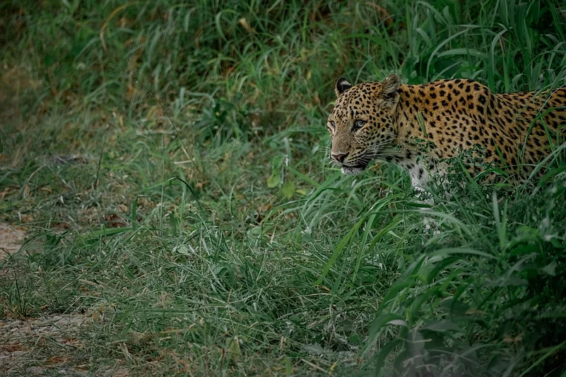 A leopard in the forests of Nahargarh