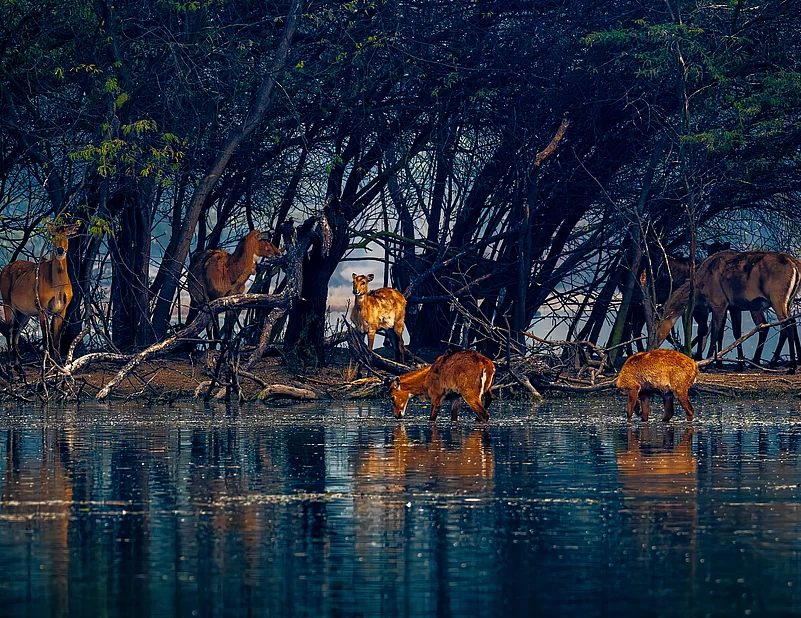 Hitesh Jain/Shutterstock