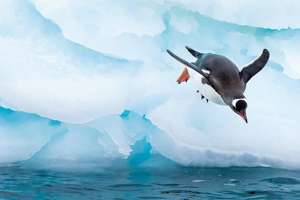 Gentoo Penguins