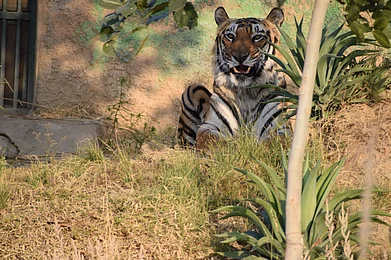 Shutterstock : A tiger at Nahargarh Biological Park