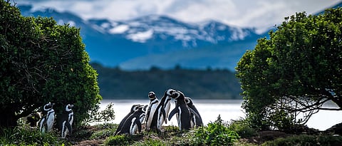 Penguisn at play