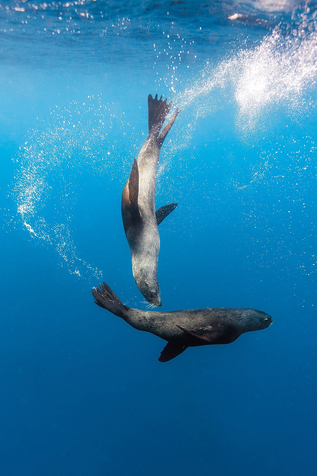Sea lions at Drake Passage