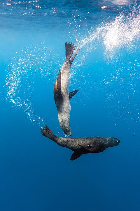 Sea lions at Drake Passage