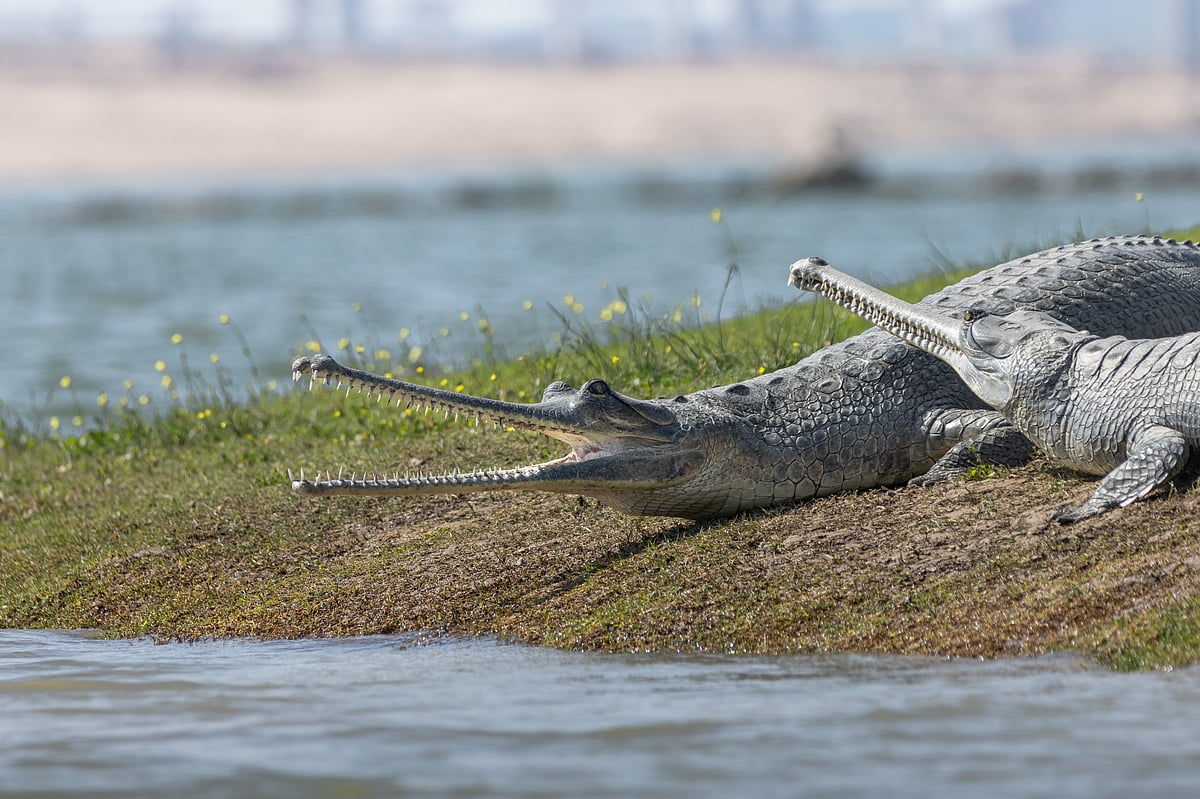 Gharial populations are now recovering at the National Chambal Sanctuary