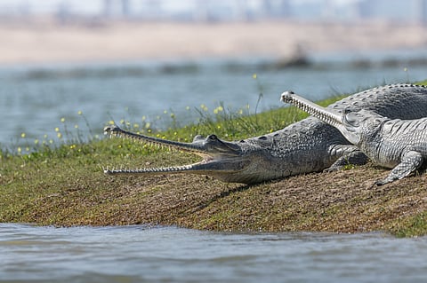 Gharial populations are now recovering at the National Chambal Sanctuary
