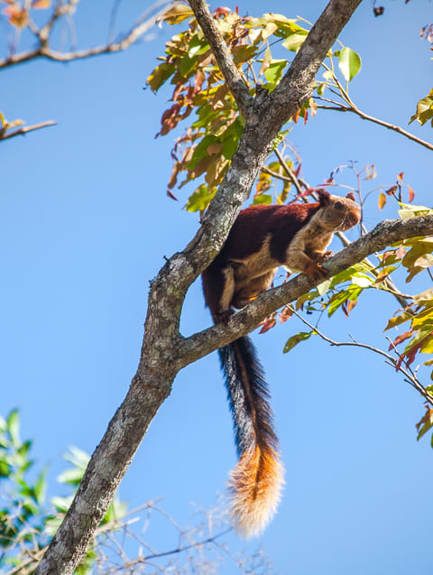 A beautiful shot of a Giant Squirrel