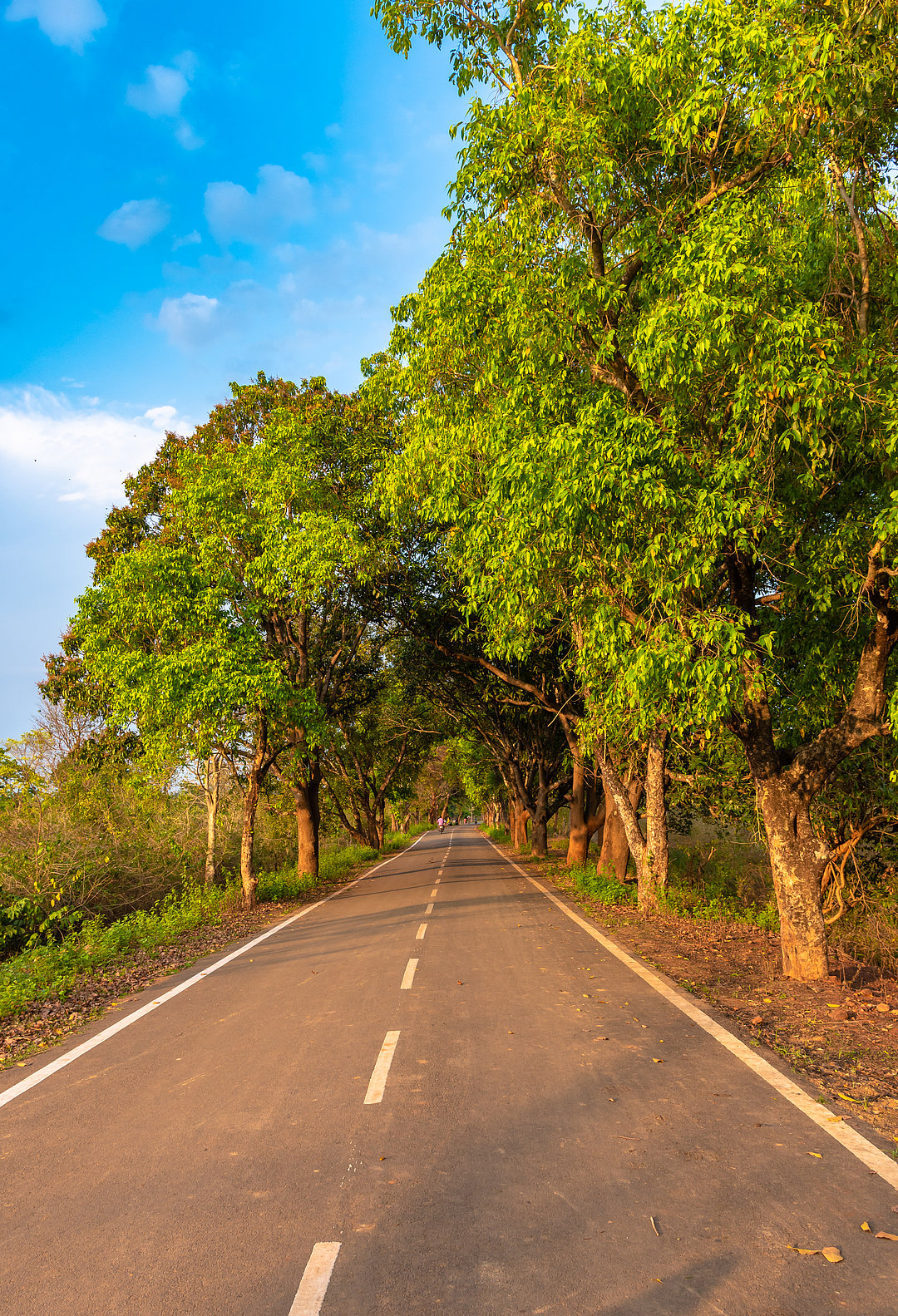 At the Similipal National Park