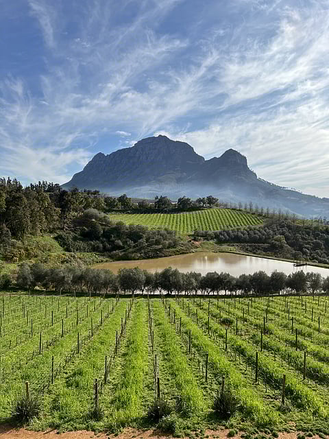A vineyard in Franschhoek