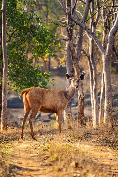A sambar deer