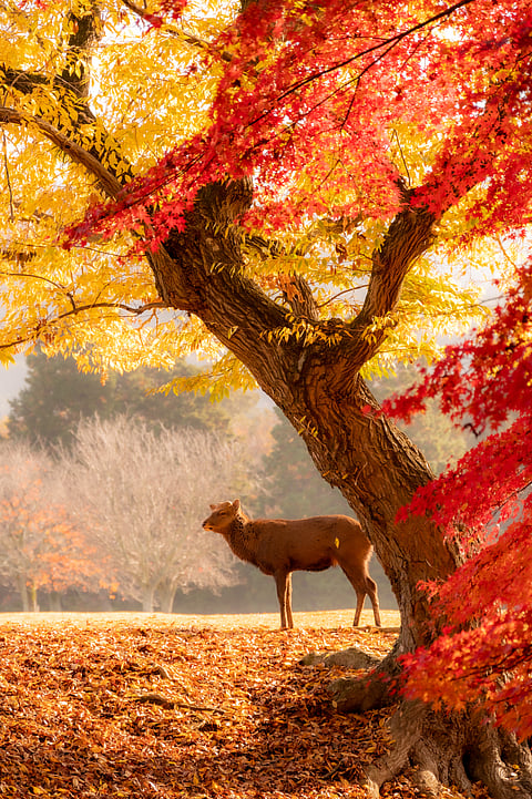 Autumn in Nara National Park