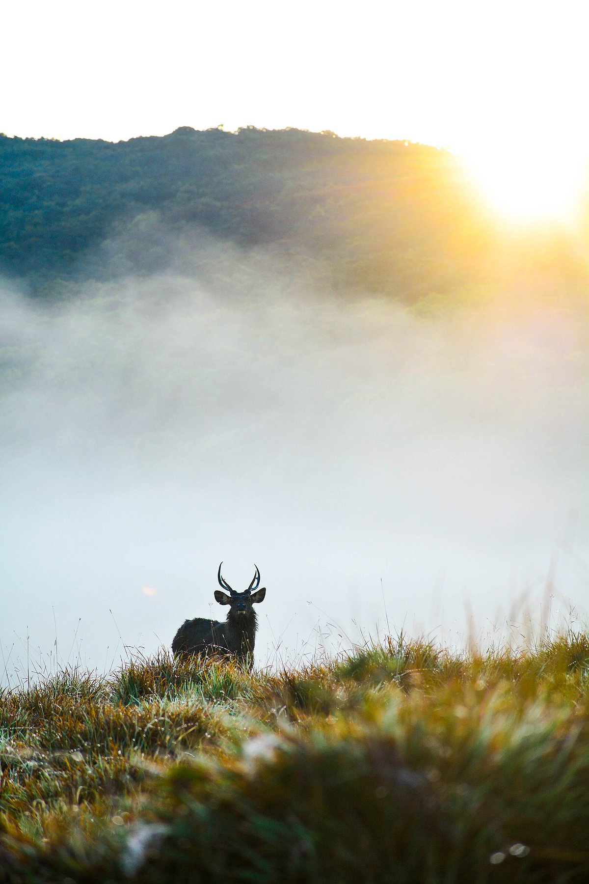 Shutterstock : A shot of a Sambhar deer in the morning landscape