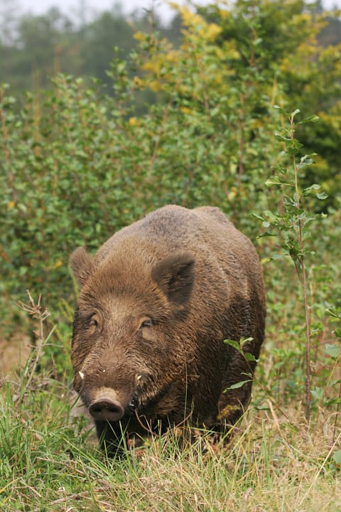 A wild boar in its habitat