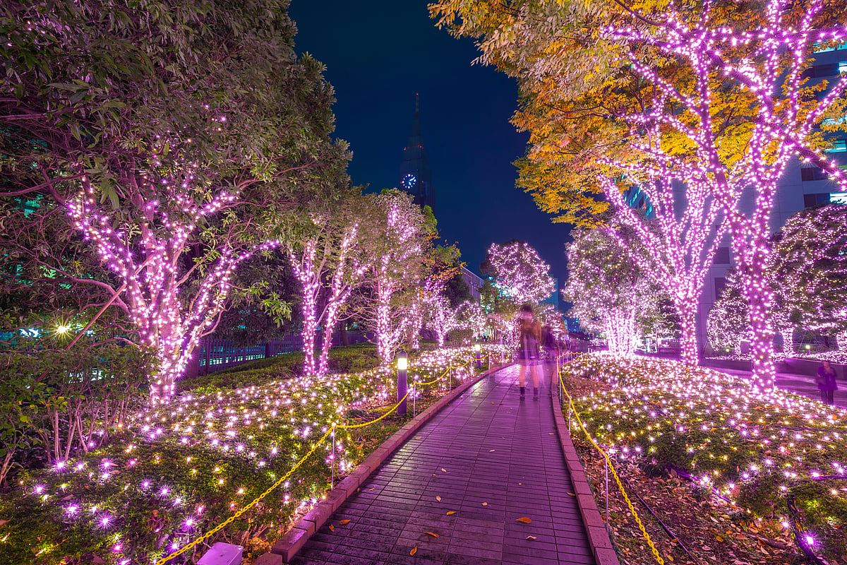 Trees lit up during winter in Tokyo, Japan