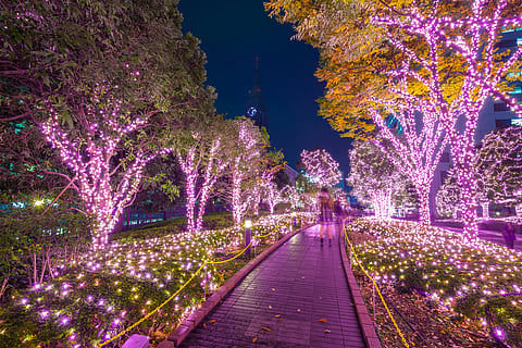 Trees lit up during winter in Tokyo, Japan
