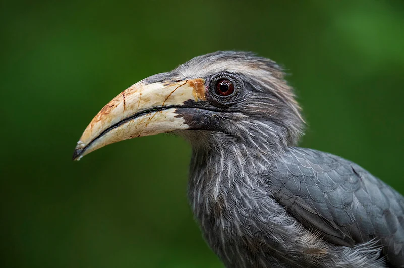 The Malabar grey hornbill is endemic to the Western Ghats