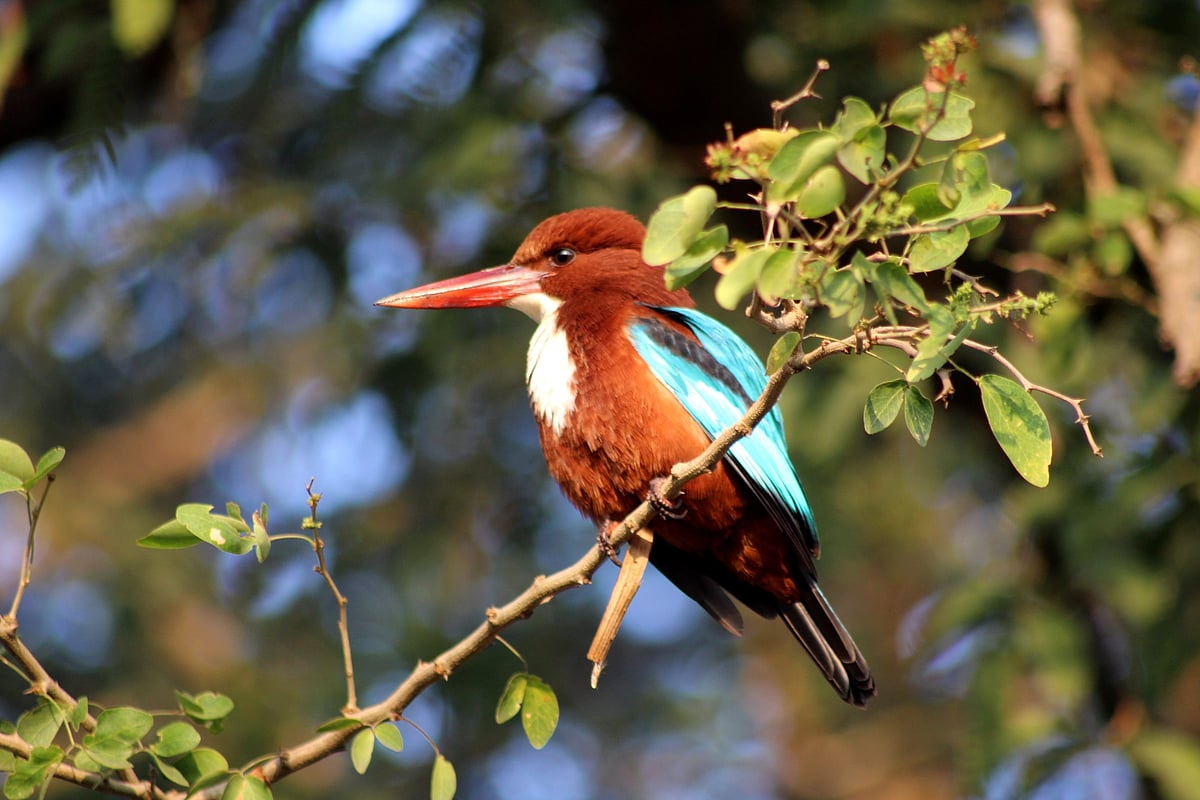 A white-throated kingfisher on a tree branch